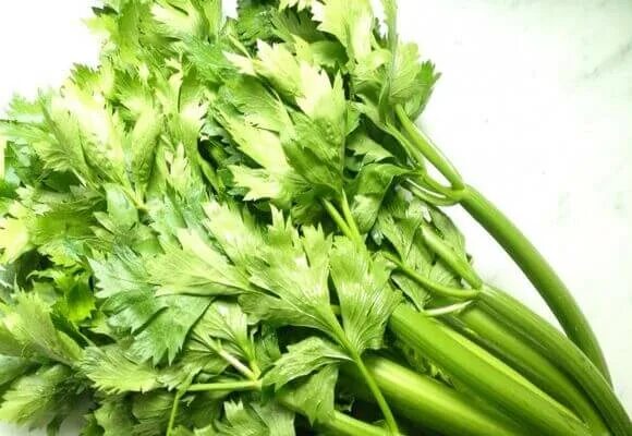 Сельдерей листовой когда сеять. Всходы сельдерея черешкового фото. Сельдерей листовой когда сеять. Всходы сельдерея черешкового. Сельдерей черешковый корневой семена.