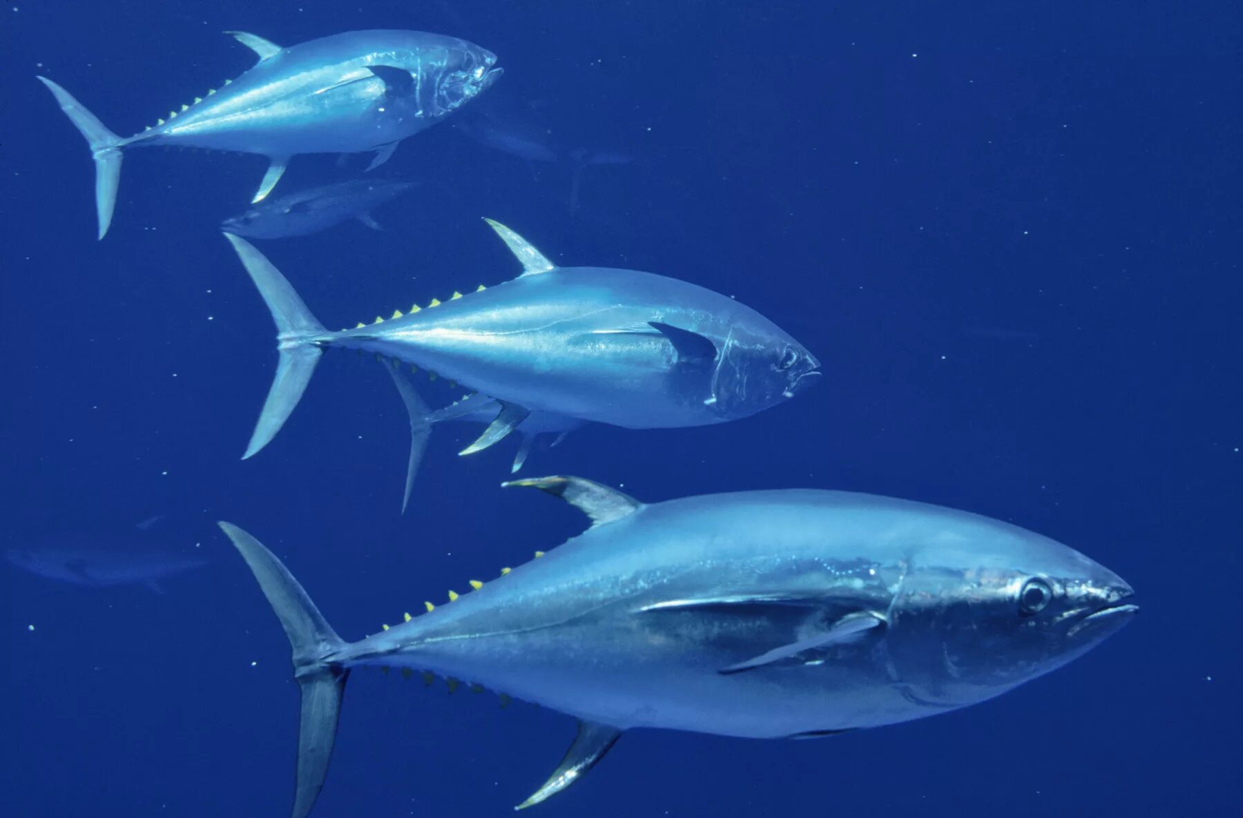 Тунец Bluefin. Тихоокеанский голубой тунец. Atlantic Bluefin Tuna. Рыба большеглазый тунец.