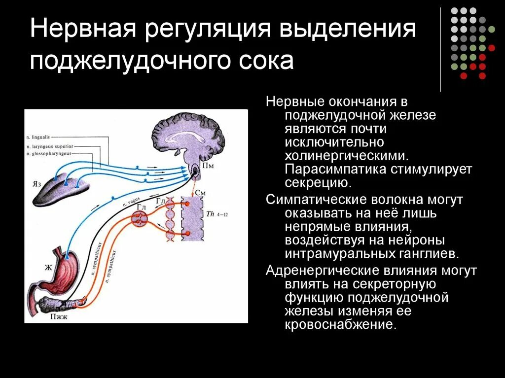 Схема условнорефлекторной регуляции желудочной секреции. Схема регуляции выделения пищеварительных соков. Схема безусловного рефлекса регуляции желудочной секреции. Нервная регуляция желудка схема. Где расположен безусловно рефлекторной регуляции кровяного