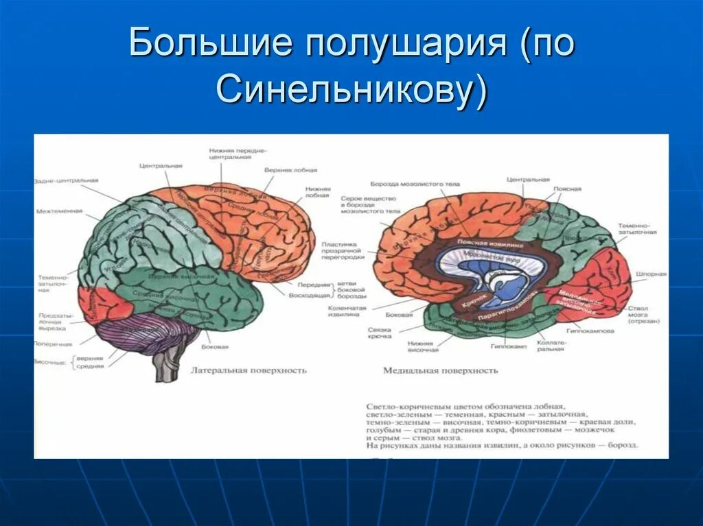 Сравните строение больших полушарий головного мозга. Строение больших полушарий головного мозга рисунок. Медиальная поверхность полушария головного мозга. Медиальная поверхность левого полушария большого мозга.