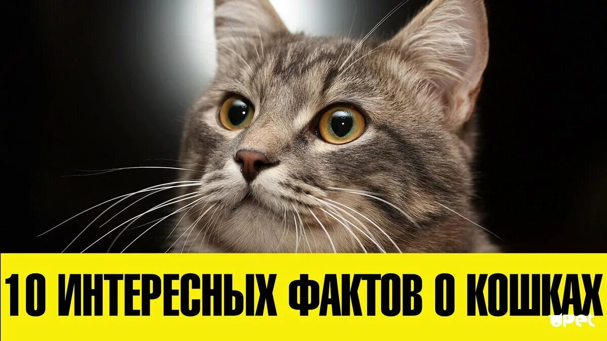 Кошка самое интересное. Зеленый кот варна. Кошка самое интересное. Интересные факты о котиках. Необычные расцветки кошек.