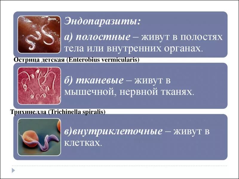 Чем наружные паразиты отличаются от