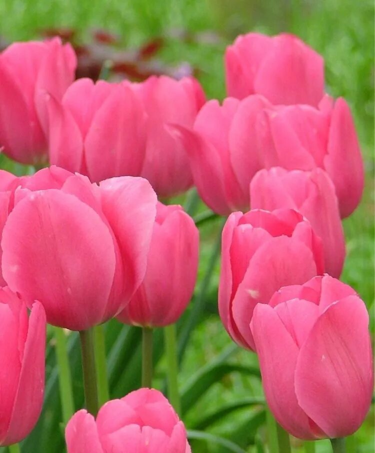 Триумф дон. Тюльпан триумф don quichotte. don quichotte тюльпан. triumph pink тюльпан. тюльпан пинк триумф (pink triumph).