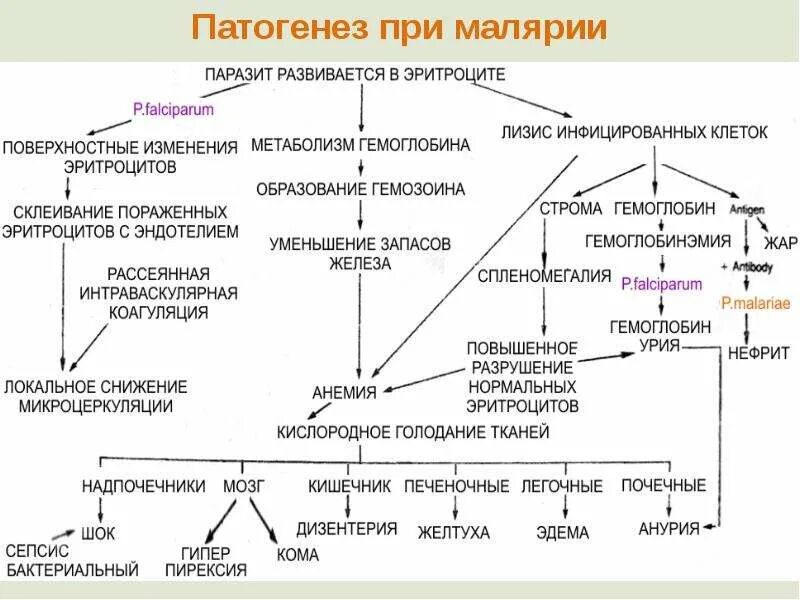 Ранние рецидивы при малярии. Механизм развития анемии при малярии. Малярия патогенез таблица. Малярия возбудитель патогенез.