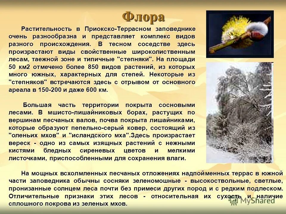 Заповедник красвор. Кроссворд окружающий мир 3 класс рабочая тетрадь. Мама серёжи и нади побывала в научной экспедиции. Приокско террасный заповедник растения кроссворд. Приокско-террасный заповедник кроссворд.
