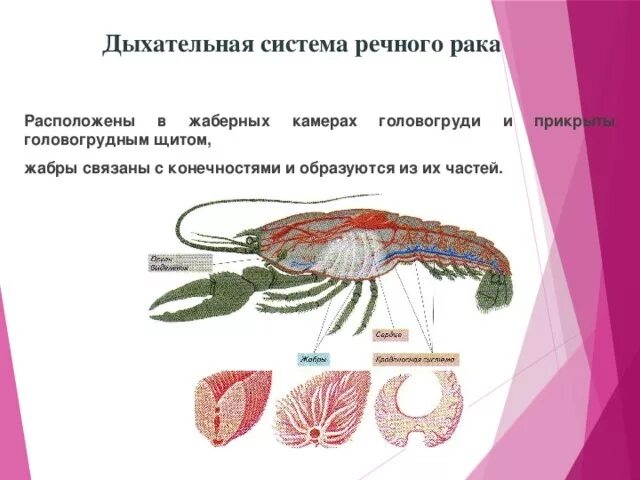 Речной рак