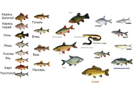 Виды рыб пресноводных