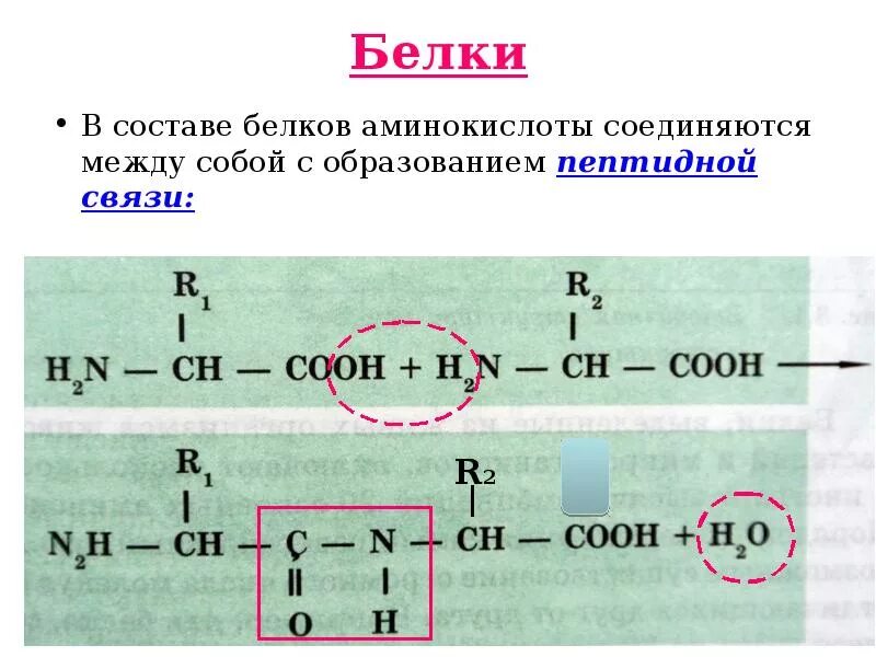 Образование белков. Структура белков формула. Общая химическая формула белков. Общая структурная формула белков. Белок формула структура.