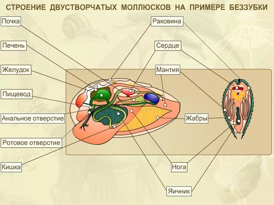 Пространство между мантией и телом