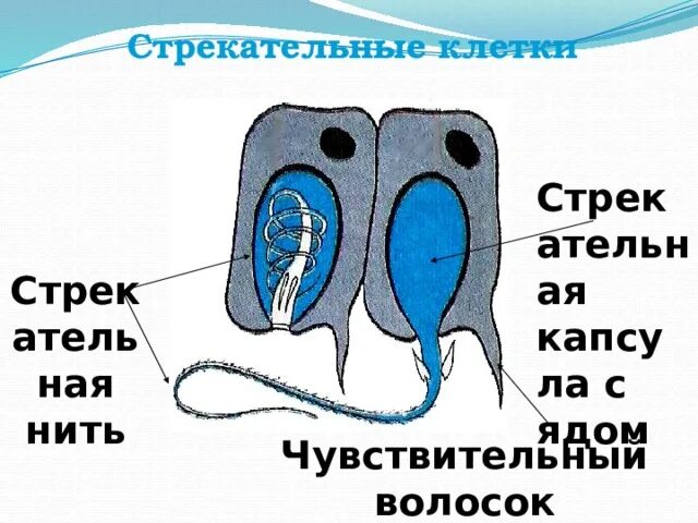 Выполняет роль упругого скелета содержит стрекательные. Строение стрекательной клетки. стрекательная нить. стрекательные клетки кишечнополостных. стрекательные клетки гидры.