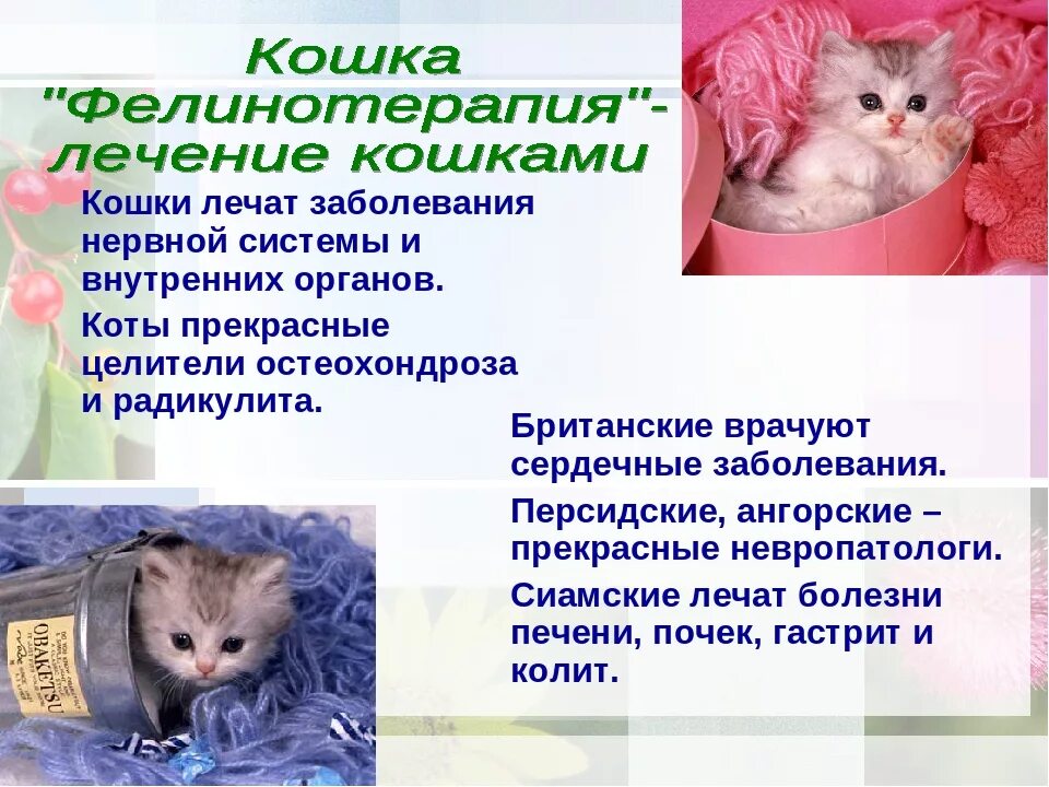 Как помочь котенку адаптироваться