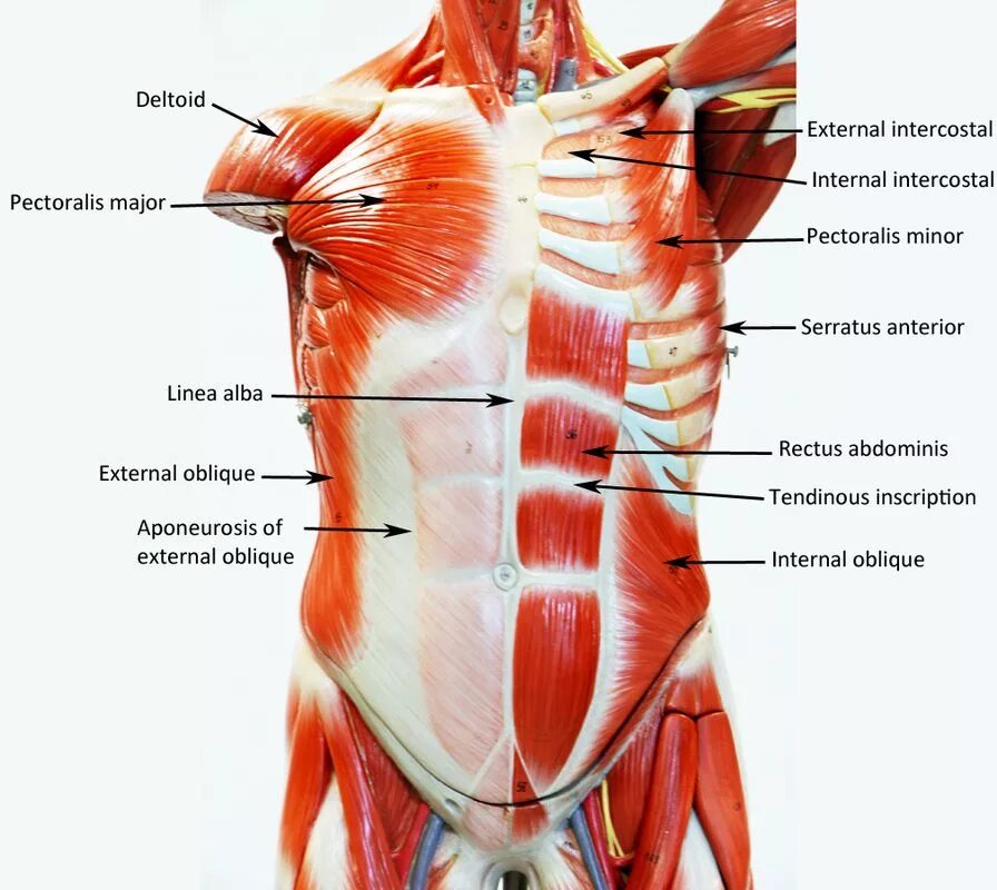 Anatomy мышцы туловища. Мышцы торса. Мышцы торса анатомия. Мышцы передней части тела. Главная мышца тела