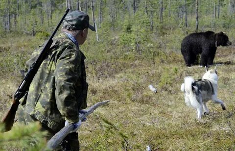 Часто охотятся животные