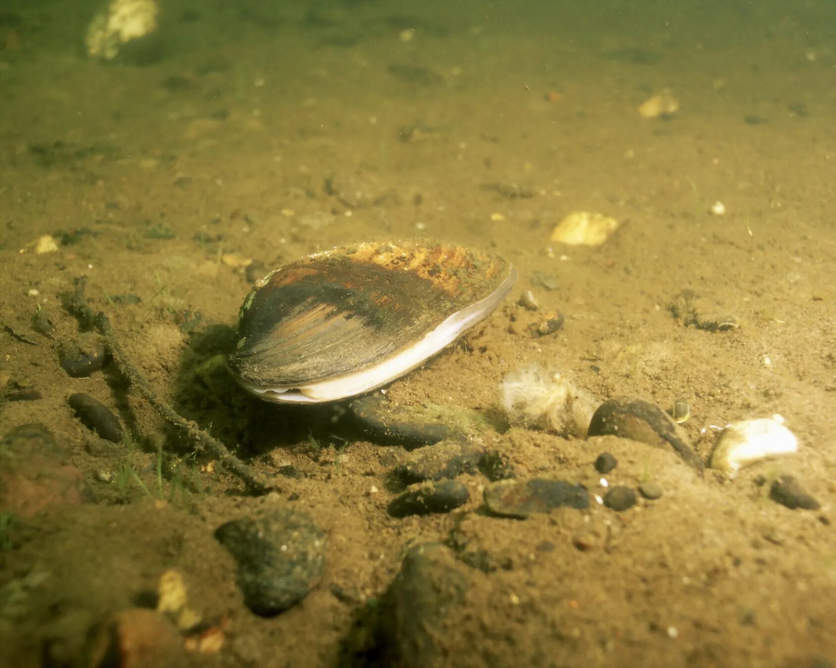 Моллюски в озере. Речной моллюск перловица. Речная раковина перловица. Беззубка моллюск. Речной моллюск беззубка.