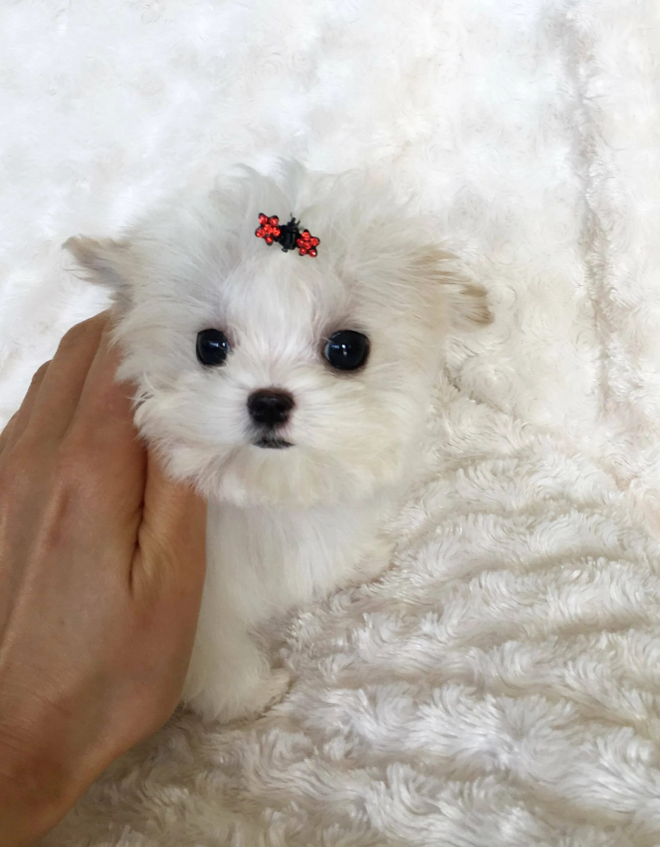 Микро карманна мальтипу. Мини шпиц терьер. Маленькая карманная собачка порода. Порода маленьких карманных собачек. Карманная собачка чихуахуа.