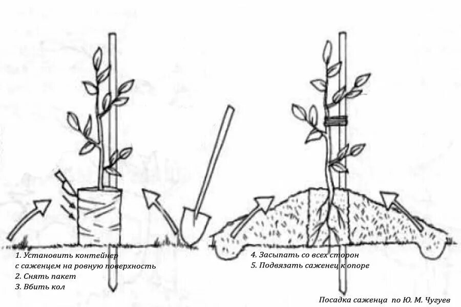 Метод Чугуева посадка яблони. Схема посадки саженцев плодовых деревьев. Схема посадки саженца яблони. Схема посадка саженца плодовых деревьев. Предлагать способ пересадки деревьев
