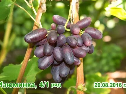 Сорт изюминка описание