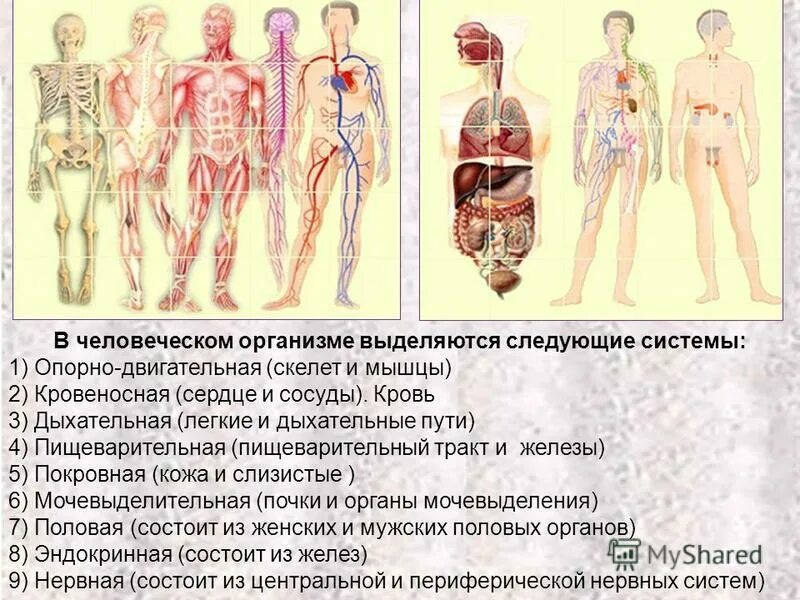 органы пищеварения и выделения. в организме выделяется в результате. в организме выделяется в результате. функции системы выделения. молочная кислота в организме человека.