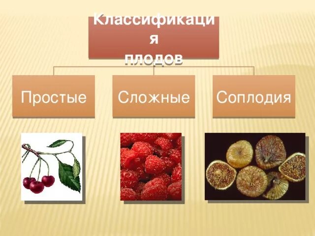 Классификация плодов соплодие. Классификация плодов простые и сложные соплодие. Плоды простые сложные соплодие. Простые, сложные и соплодия. Простые плоды сложные плоды соплодия