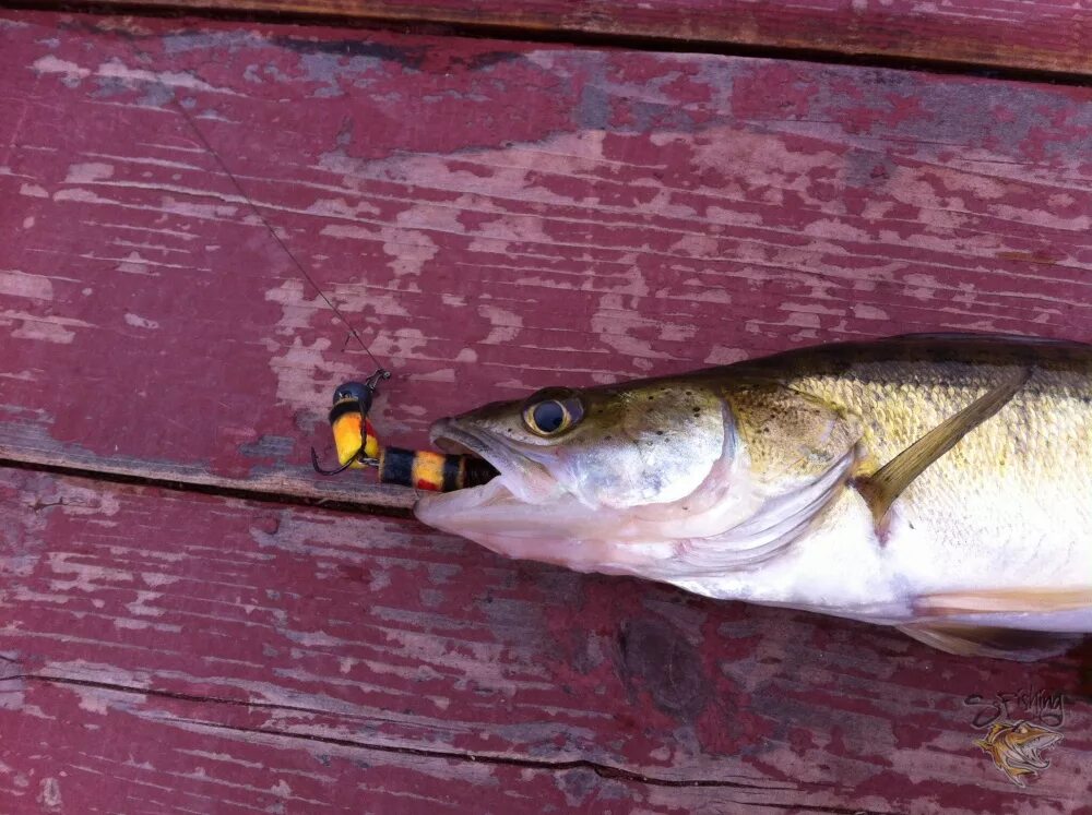 судак рыба 30 кг. генуэзская крепость чешме. столица судак. судак 4,5 кг. судакская генуэзская крепость.