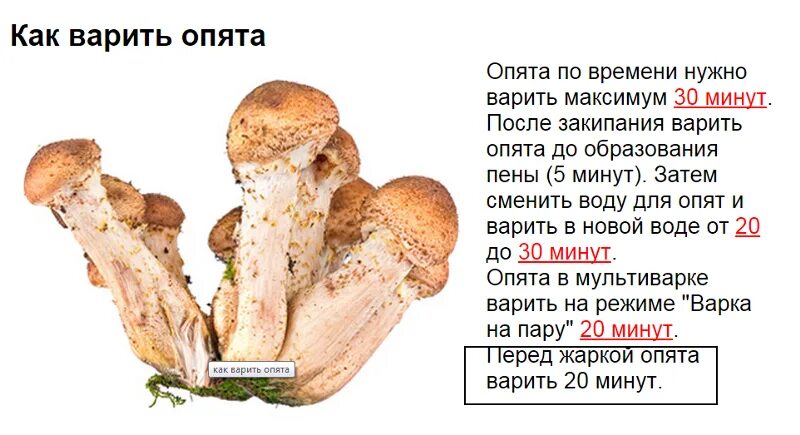 Сколько варить перед. Сколько времени варить опята. сколько минут варить грибы опята. сколько нужно варить грибы опята. как отварить опята.