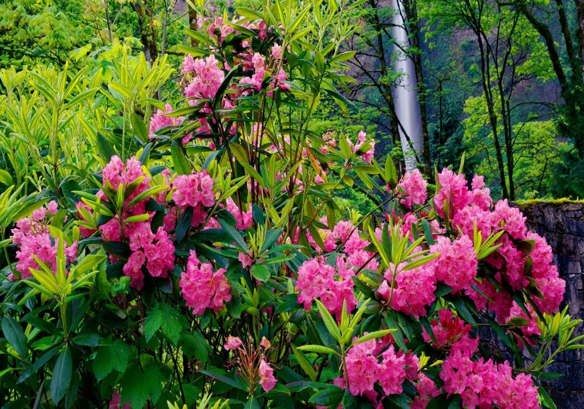Рододендра. Рододендрон. Рододендрон куст. Рододендрон Curlew. Рододендрон Пржевальского (Rhododendron przewalskii).