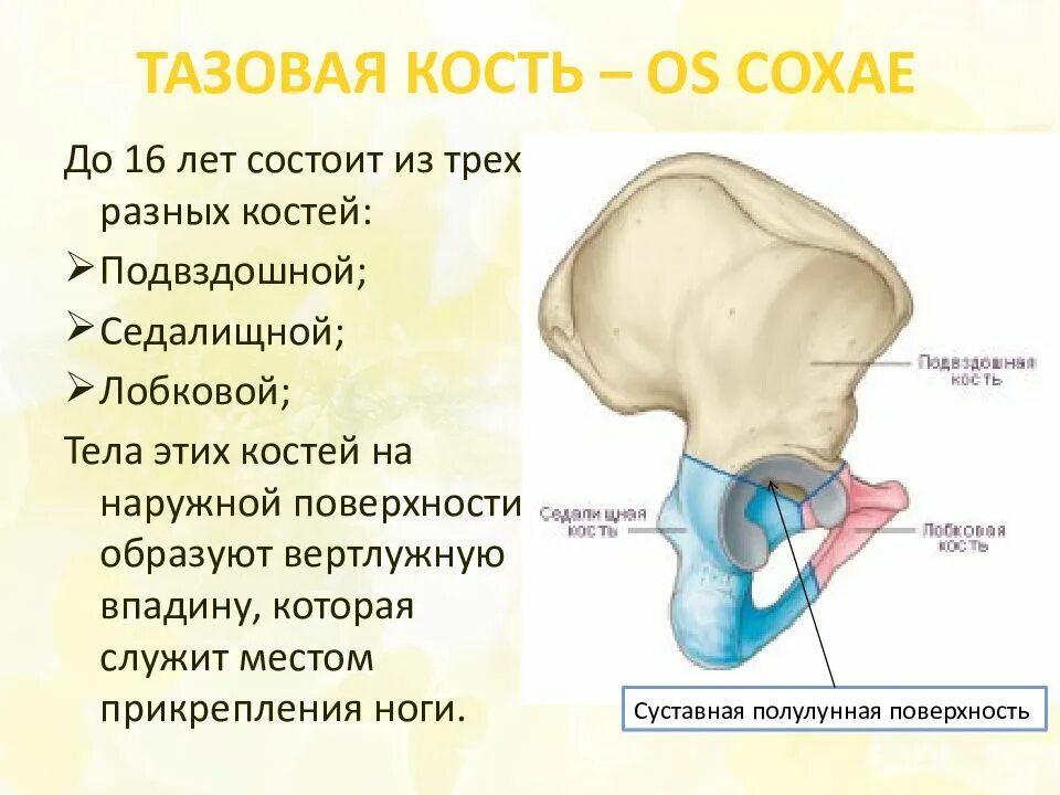 Седалищная и подвздошная кость. Подвздошная кость состоит из. Подвздошная кость лобковая кость. Суставные поверхности подвздошной кости.