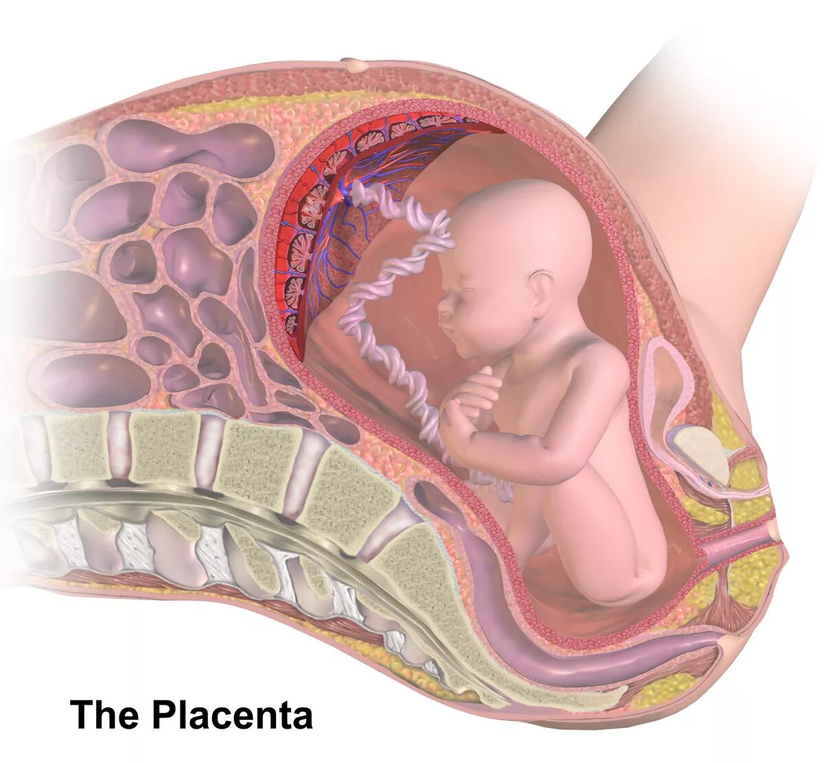 File:Placenta.png - Wikipedia