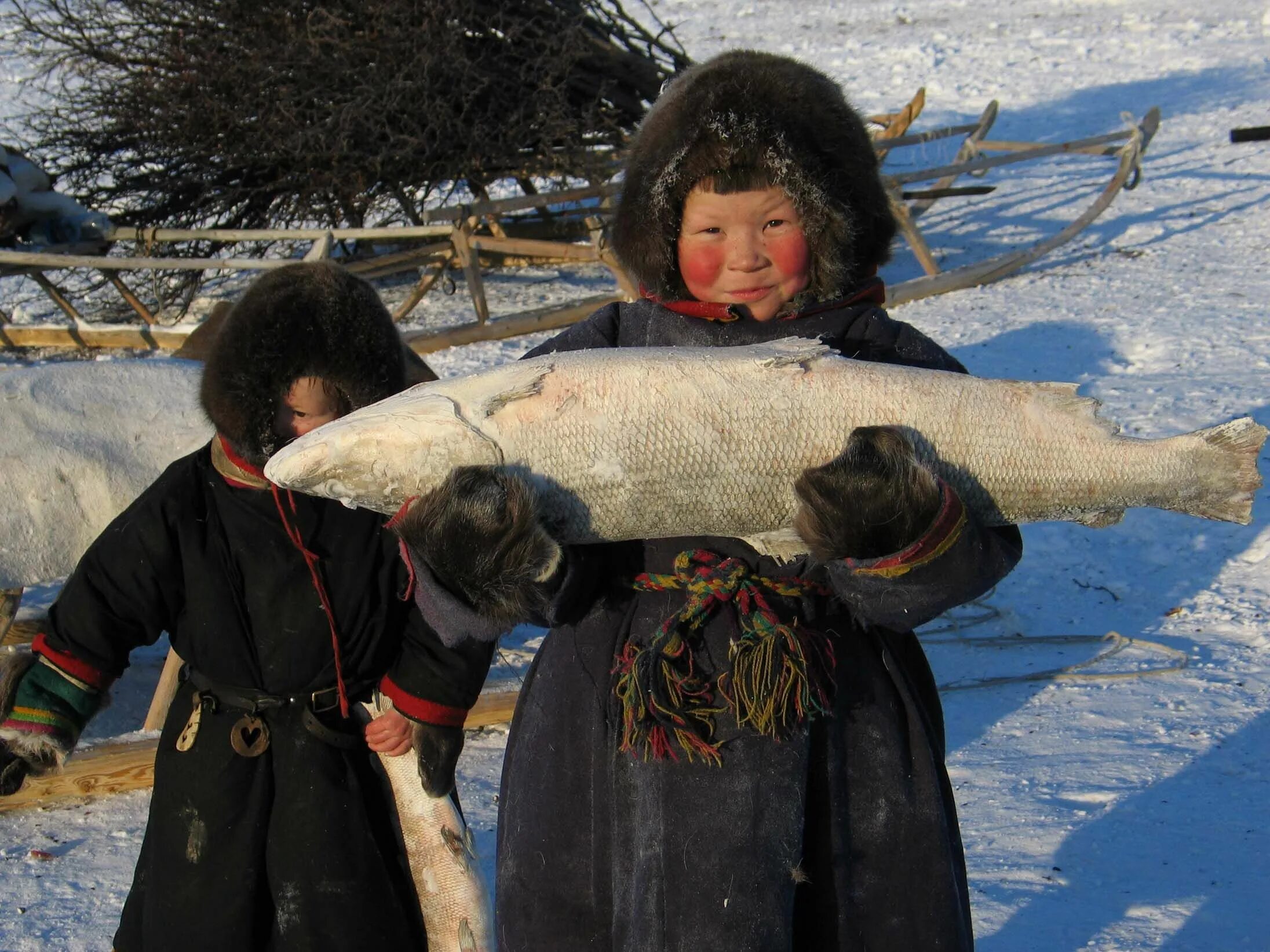 Ханты, манси, Коми, селькупы, ненцы. (Ненцы, Ханты, манси, селькупы. Ненцы Ханты манси. Ханты ненцы селькупы.