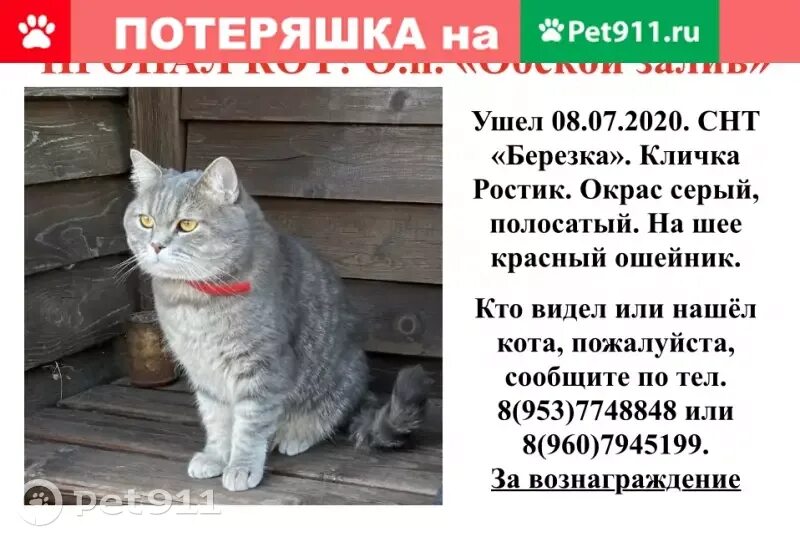 Pet 911. Искитим потерялся кот. Коты уходят. Почему коты уходят из дома на несколько дней. Почему коты уходят из дома на несколько дней летом.