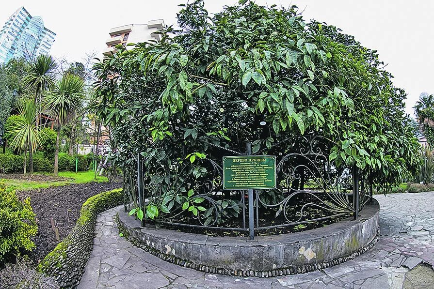 Сочи парк деревьев. Парк ривьера сочи набережная. Сочи парк летучий корабль. Сочи парк заколдованный лес. Сочи парк деревьев.