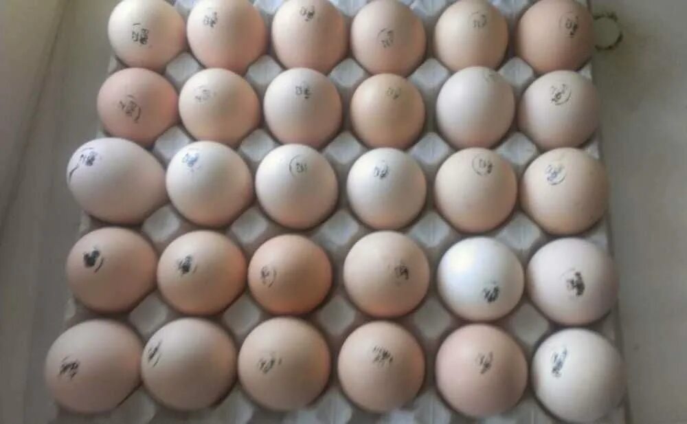 Штамп на инкубационном яйце Кобб 500. Инкубационное яйцо бройлера Росс 308. Яйцо бройлера h-01 инкубационное. Инкубационное яйцо н-01 производитель. Инкубационное яйцо купить в брянской