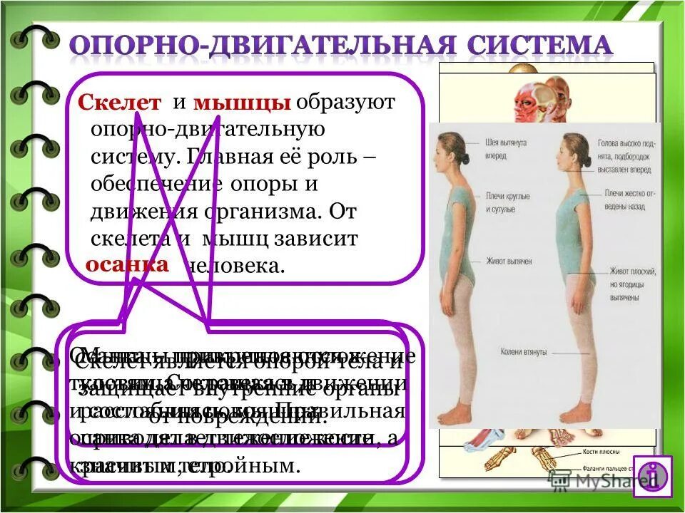 Опорно-двигательная система состоит из костей. Организм человека опорно двигательная система. Нервная система управляет всем организмом. Органы нервной системы. Органы чувств опорно двигательная система.