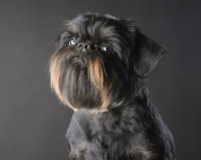 Брюссельский гриффон (Brussels Griffon) - это веселая, дружелюбная и немног...