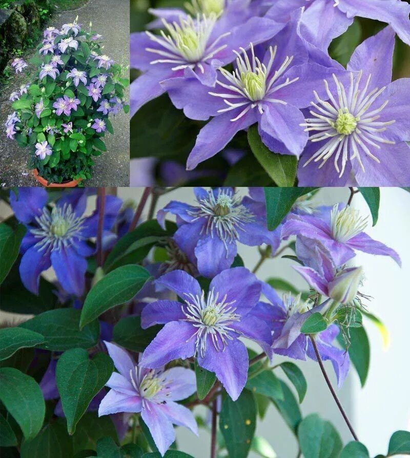 Морозостойкость клематиса