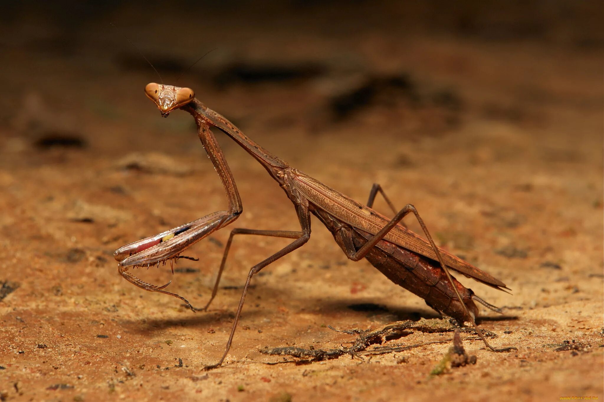 Statilia maculata богомол. Богомол обыкновенный коричневый. Богомол насекомое коричневый. Закавказский древесный богомол.