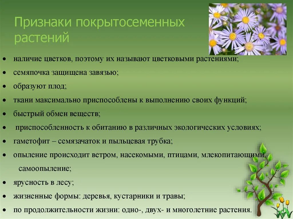 Особенностями покрытосеменных растений являются. Лабораторная работа изучение строения покрытосеменных растений. Общая характеристика покрытосеменных. Черты покрытосеменных растений. Общая характеристика покрытосеменных растений.