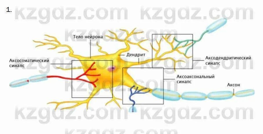 Включает несколько слоев нейронов. Нервная клетка синапс Аксон. Строение нейрона Аксон дендрит синапс. Строение нейрона и синапса. Строение нервных волокон Аксон дендрит.