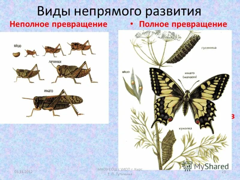 Метаморфоз 20. Постэмбриональное развитие Непрямое с неполным метаморфозом. Непрямое постэмбриональное развитие с неполным превращением. Непрямое постэмбриональное развитие с полным метаморфозом. Развитие прямое и Непрямое с полным и неполным метаморфозом.