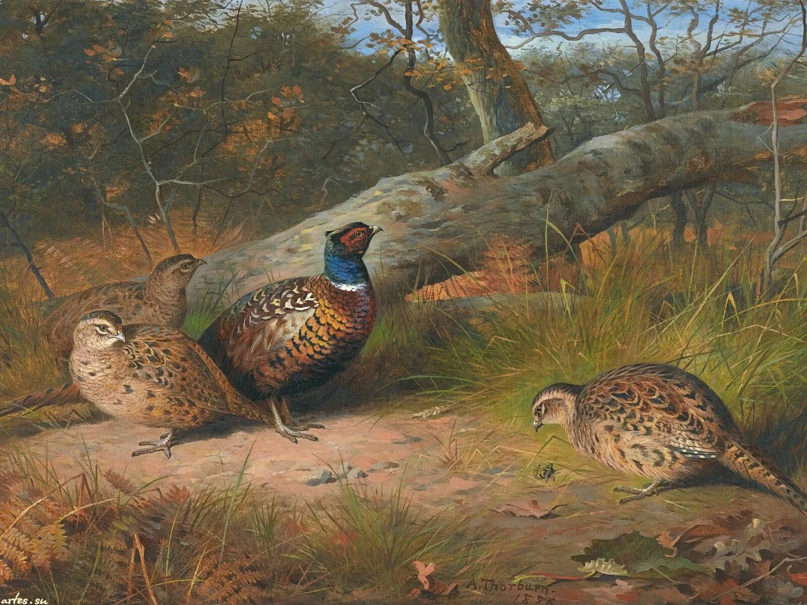 Картина фазана. Г. Арчибальд торберн фазаны. Арчибальд торберн (archibald thorburn 1860 - 1935 г. Картина фазана.