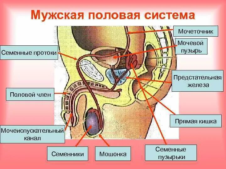 Как устроена мужская половая система где происходит. Строение мужского органа анатомия. Мужская репродуктивная система строение функции анатомия. Строение мужской репродуктивной системы анатомия. Схема строения половой системы человека.