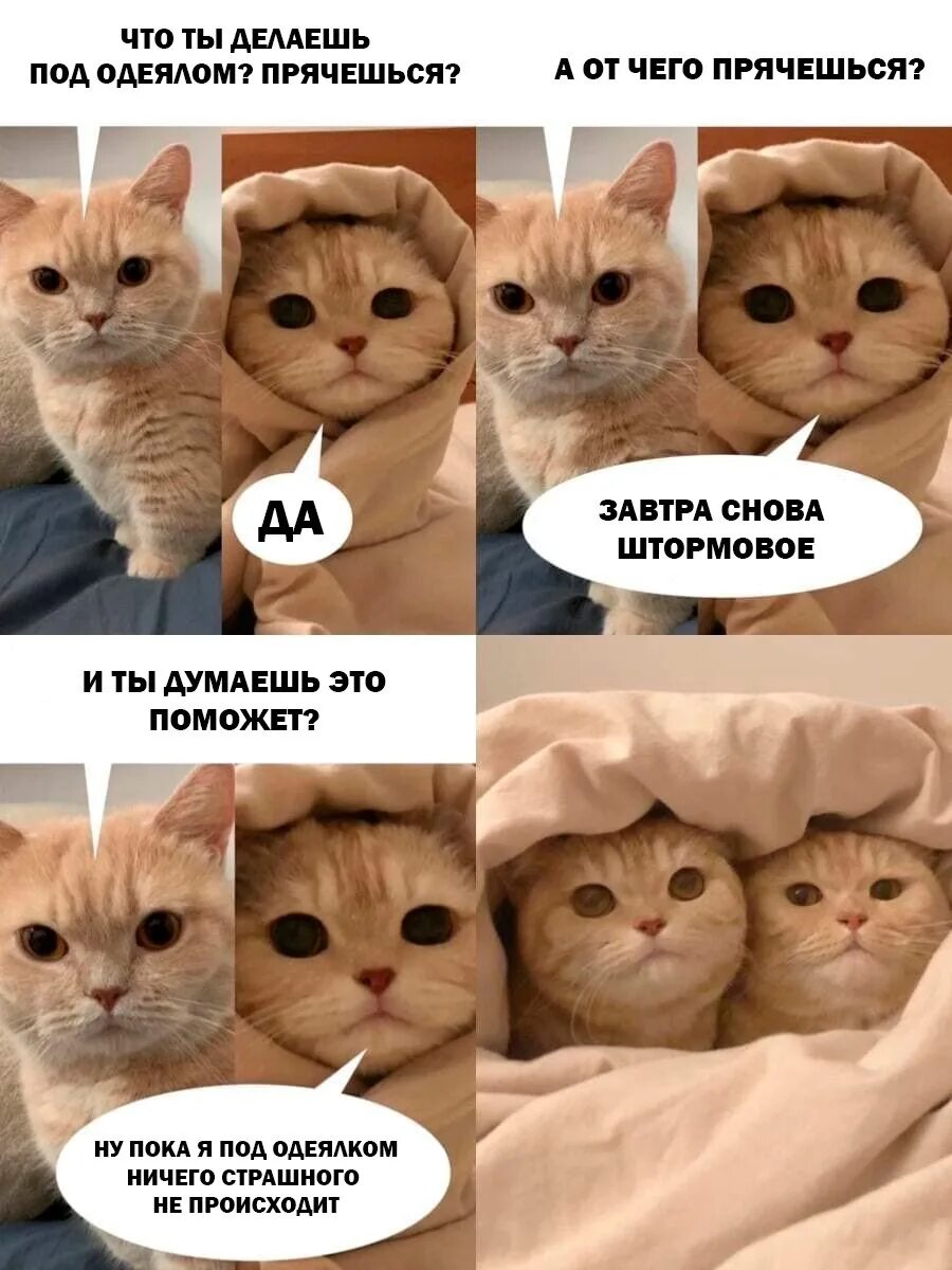 Мемы про котят. Мемы с котами. Котики смешные мемы. Кот Мем. Смешной мемный котик.