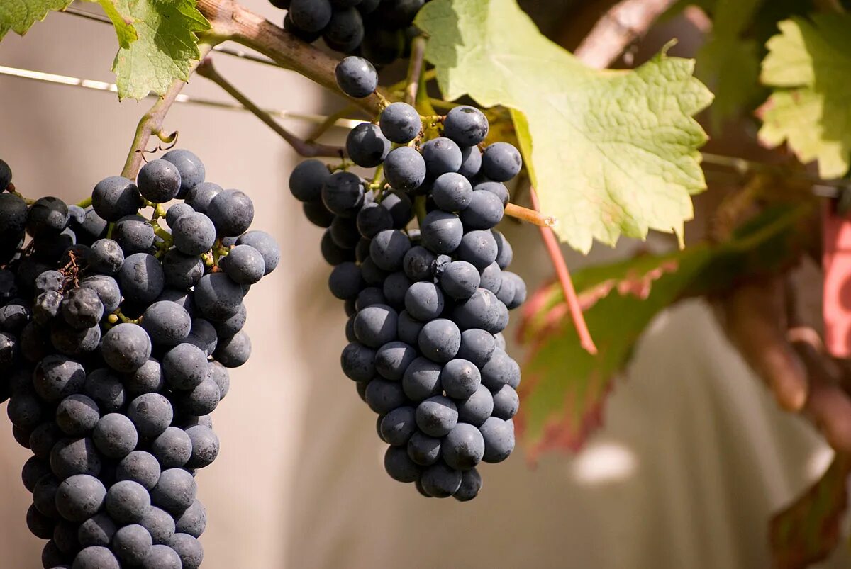 Каберне Совиньон сорт винограда. Виноград винный Каберне Совиньон. Виноград Каберне Кортис. Каберне Фран сорт винограда.