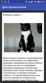 Как дрессировать кошку