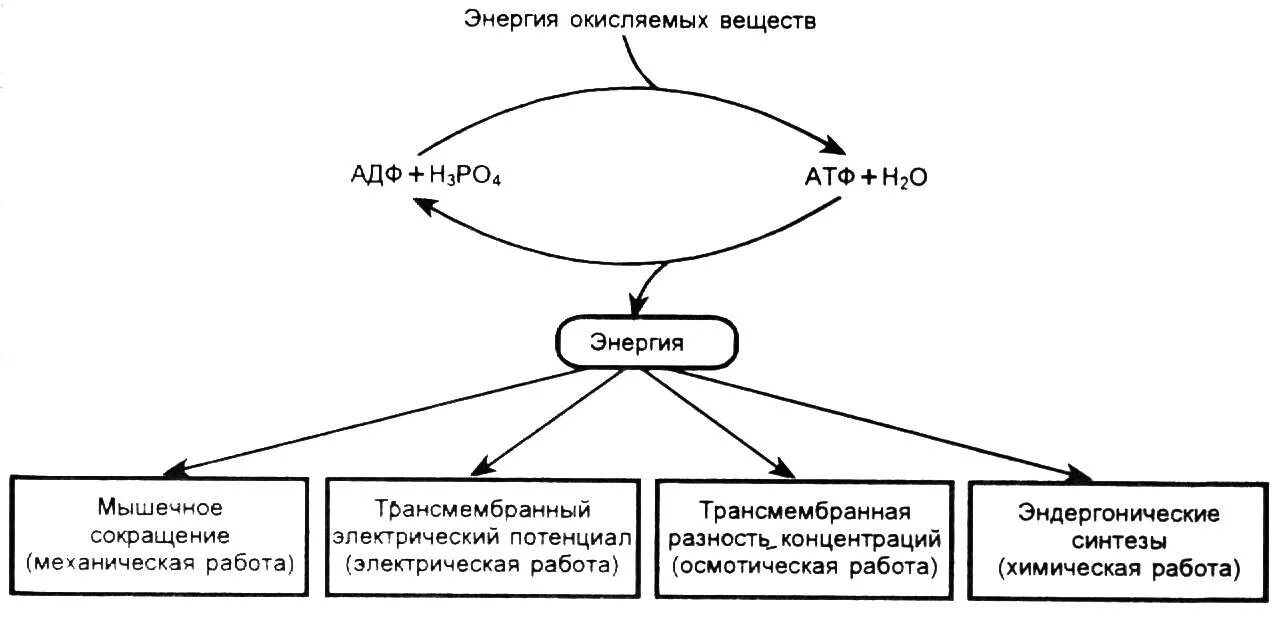 Атф в организме образуется. Пути использования АТФ В организме схема. Пути использования АТФ биохимия. Виде схемы пути использования АТФ В организме. Показать в виде схемы пути использования АТФ В организме..