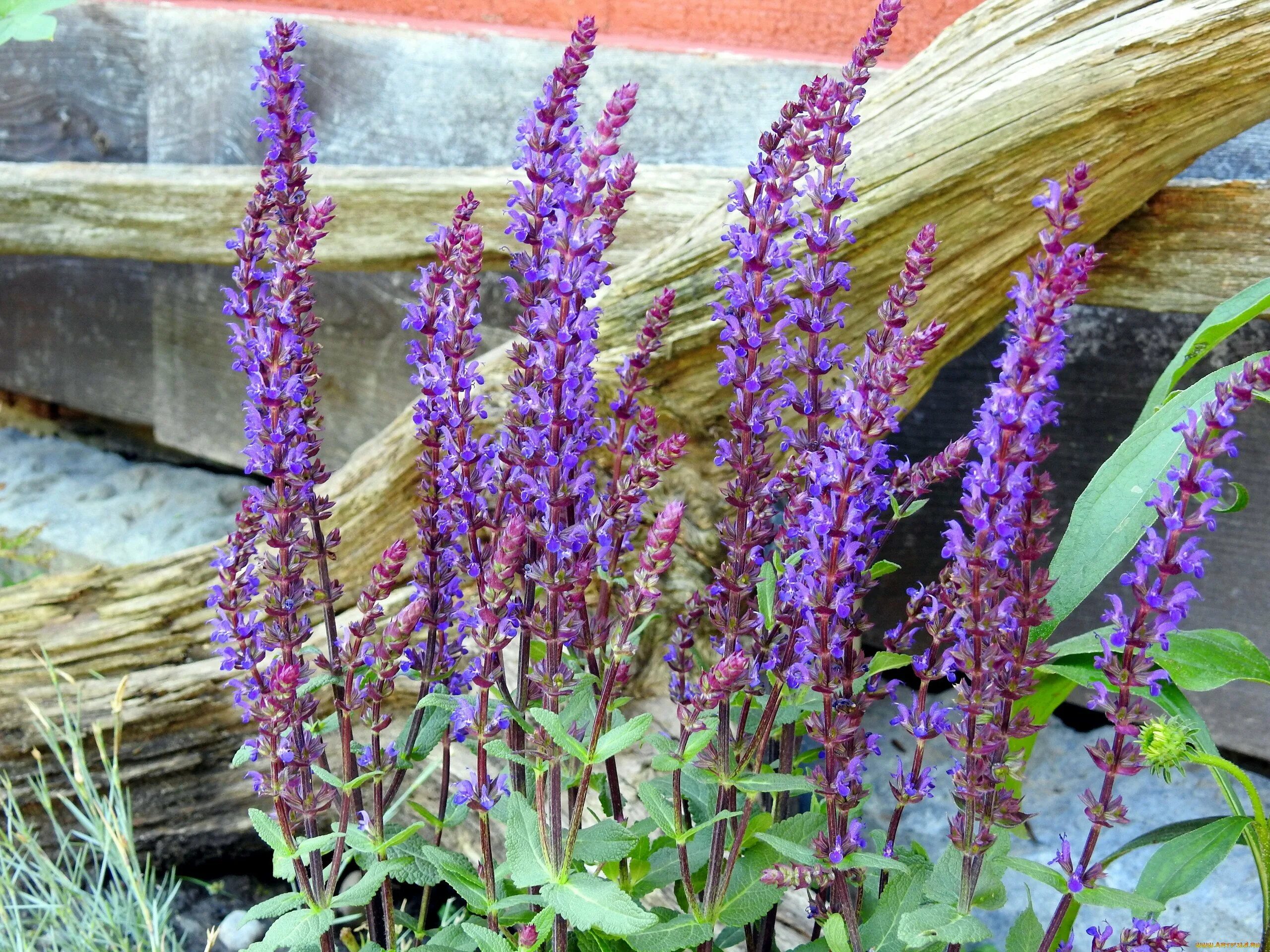 Шалфей большой. Шалфей лекарственный (salvia). Шалфей дубравный rugen. Шалфей узколистный. Шалфей лавандоволистный.