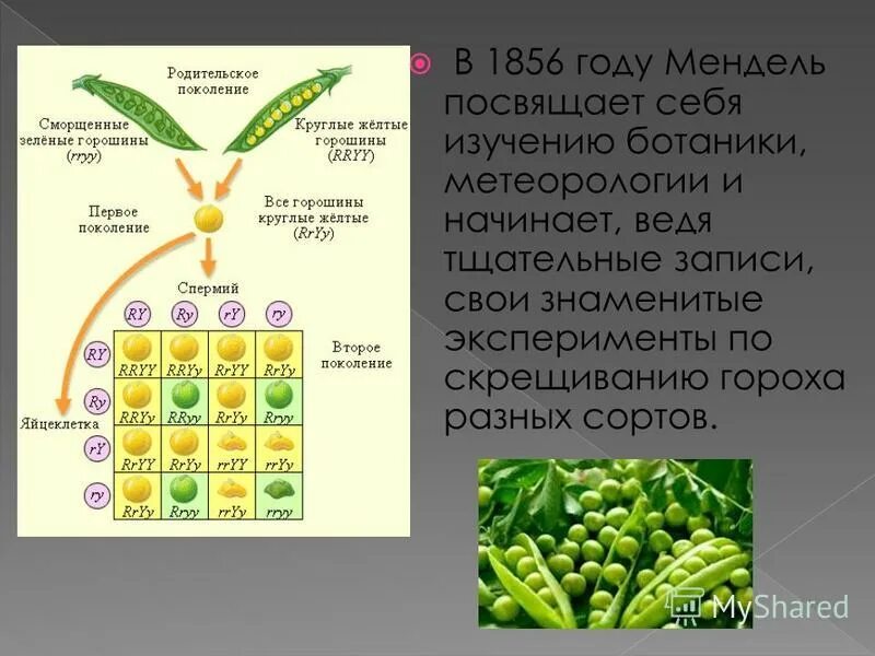 Горох Мендель генетика. Опыт Менделя с горохом.