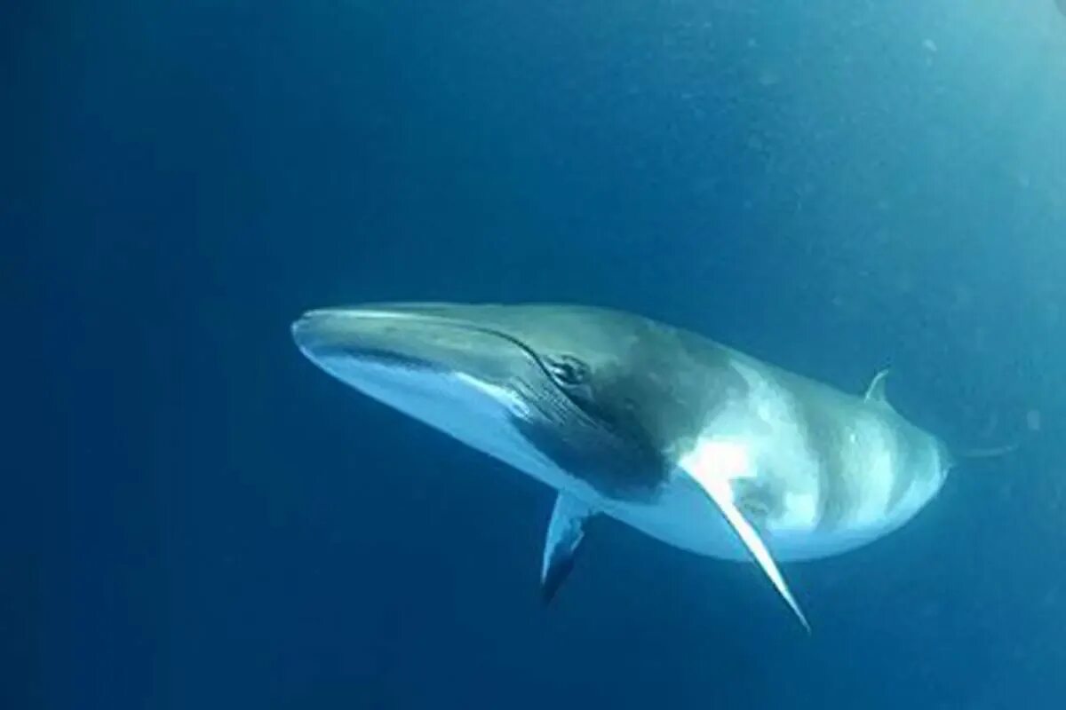 Европейский барсук красивенький. Гангский гавиал крокодилы. Морда львицы. Примат лысый уакари. Рога антилопы импала.