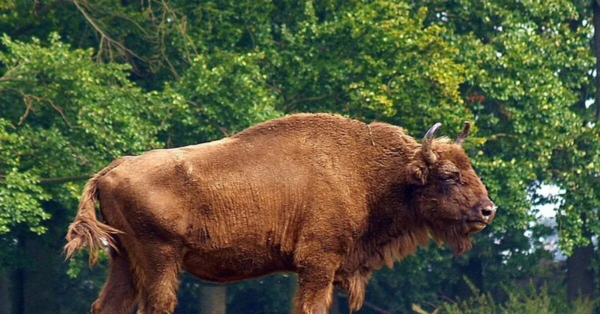 Зубр картинка. ЗУБР Bison bonasus. Беловежская пуща бизоны. Беловежская пуща зубры. ЗУБР (Европейский Бизон).