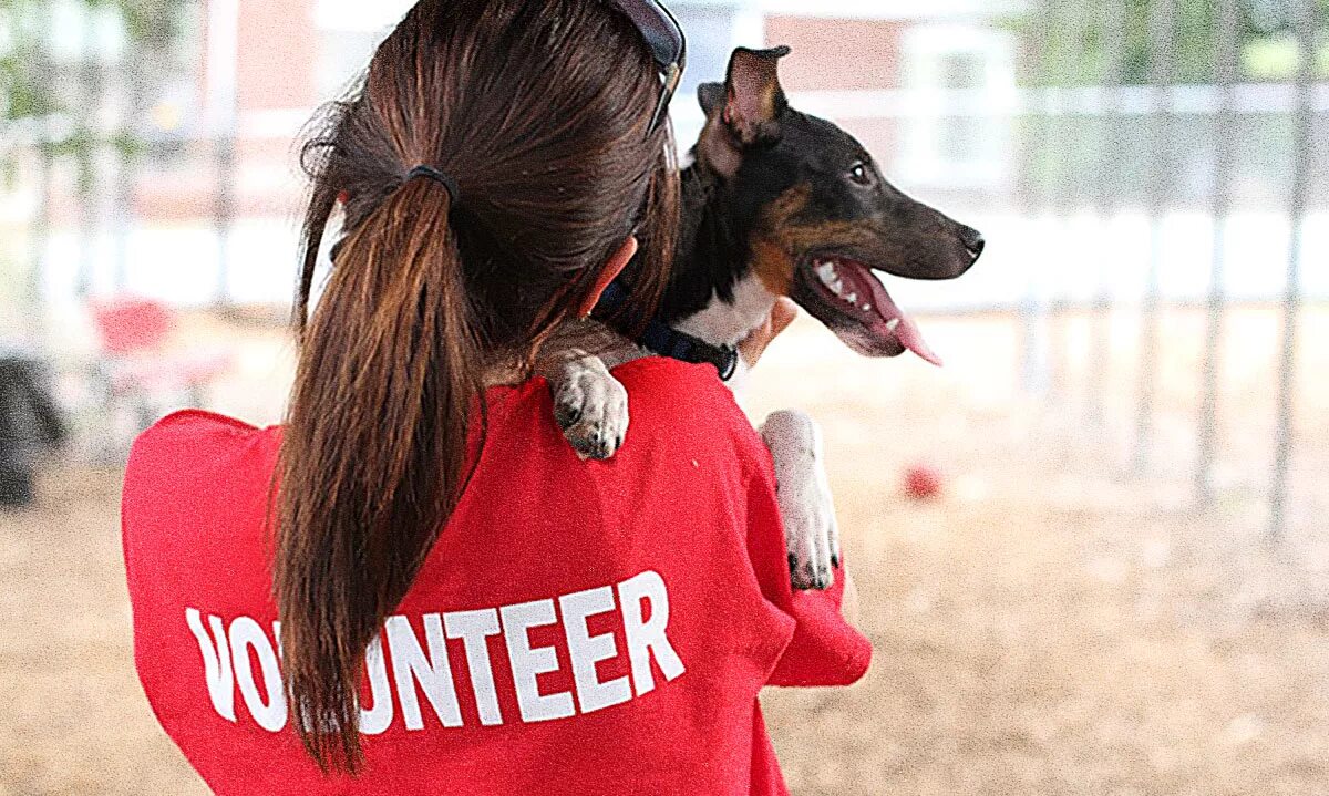 Волонтеры животных. Волонтеры в приюте для животных. Волонтеры помогают животным. Волонтеры с собаками. Animal shelter volunteer
